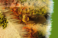 Anthocharis cardamines