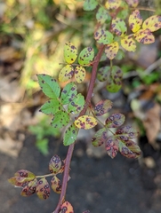 Rosa multiflora