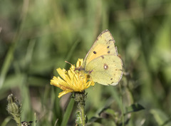 Colias croceus
