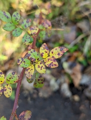 Rosa multiflora