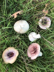 Russula fragilis