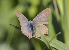 Lampides boeticus