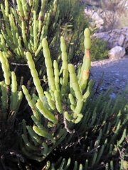 Arthrocaulon macrostachyum