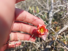Cotyledon orbiculata