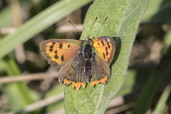 Lycaena phlaeas