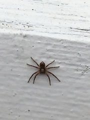 Philodromus