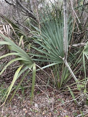 Sabal palmetto