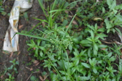 Cyperus virens