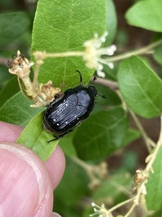 Clinteroides permutans