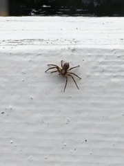 Philodromus