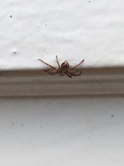 Philodromus