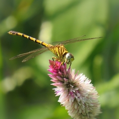 Paragomphus lineatus