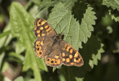 Pararge aegeria