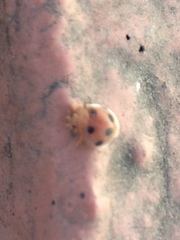 Epilachnini