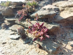 Crassula hirtipes