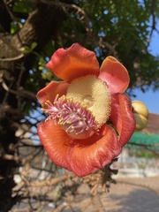 Couroupita guianensis