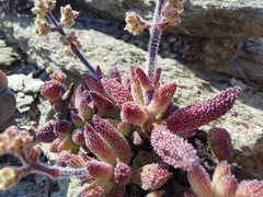 Crassula hirtipes