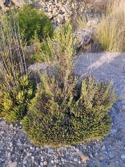 Arthrocaulon macrostachyum