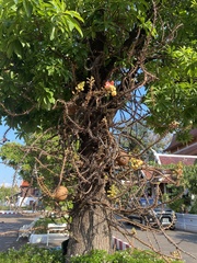 Couroupita guianensis