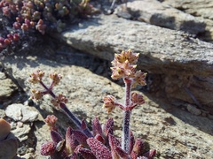 Crassula hirtipes