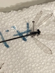 Lestes alacer