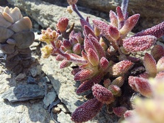 Crassula hirtipes