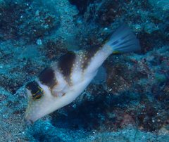 Canthigaster coronata