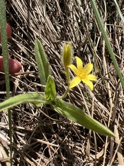 Hypoxis