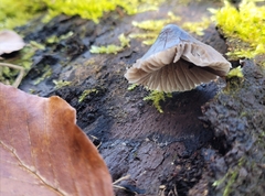Mycena