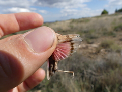 Oedipoda charpentieri