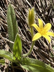 Hypoxis