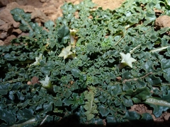 Jaborosa caulescens