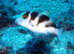 Canthigaster coronata
