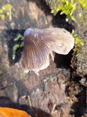 Mycena