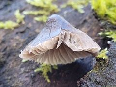 Mycena