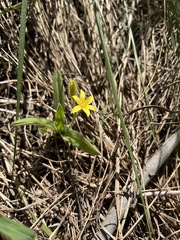 Hypoxis