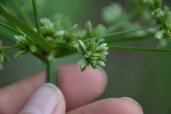 Cyperus virens