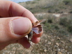 Oedipoda charpentieri