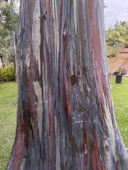 Eucalyptus deglupta