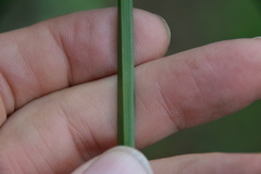 Cyperus virens