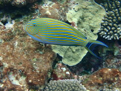 Acanthurus lineatus