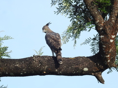 Nisaetus cirrhatus
