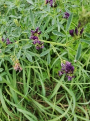 Medicago sativa