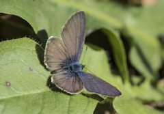 Leptotes pirithous