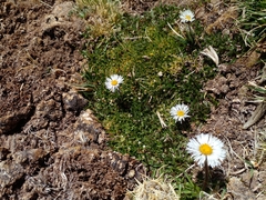 Erigeron andicola