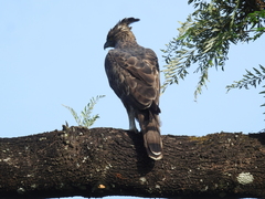 Nisaetus cirrhatus