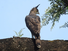 Nisaetus cirrhatus