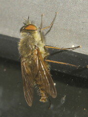 Thereva nobilitata