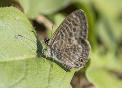 Leptotes pirithous