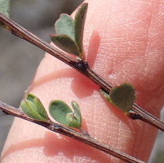 Indigofera denudata